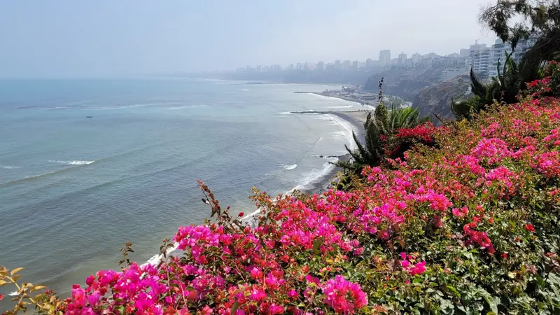Acantilados y mar de la Costa Verde con buganvillas fucsia en primer plano